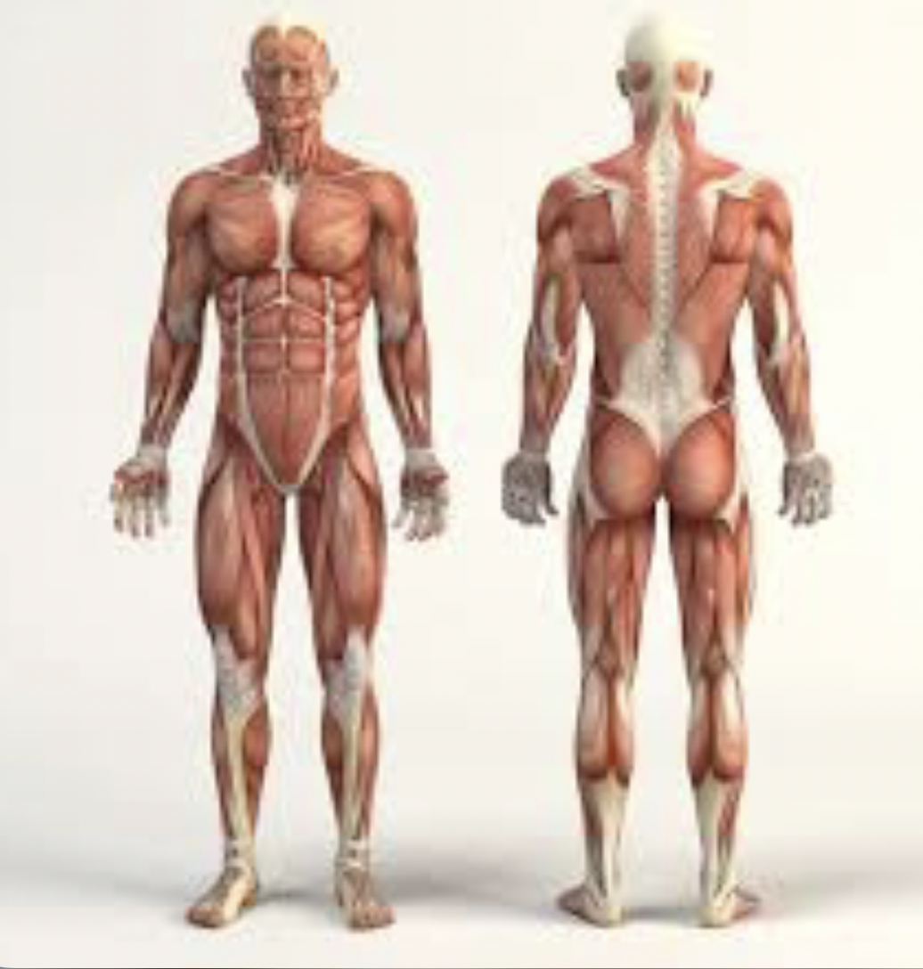 VTCT NVQ Level 3 Anatomy and Physiology Pampering Angels